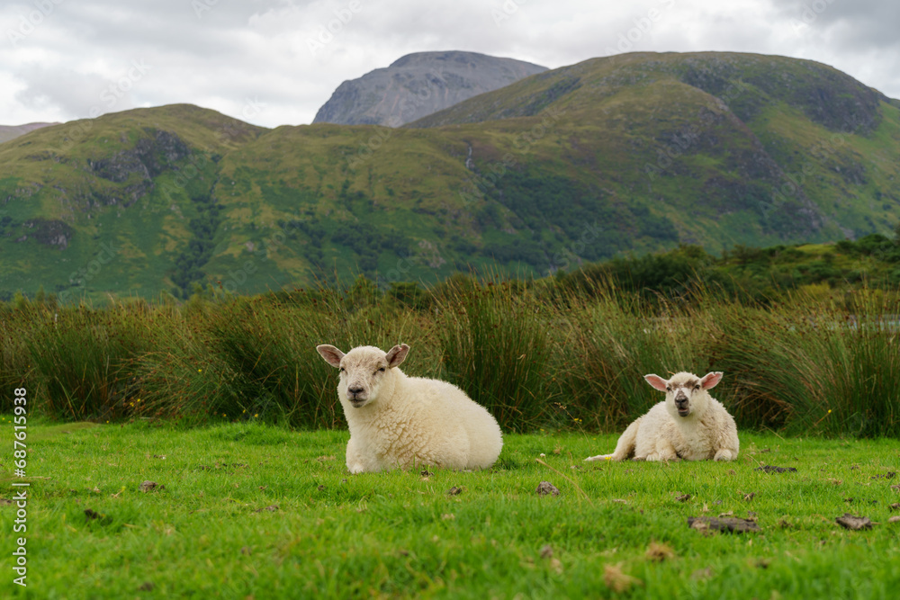 Obraz premium Two sheep laying in a grassy meadow below a mountain
