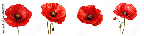 Corn Poppy flower clipart collection, vector, icons isolated on transparent background photo