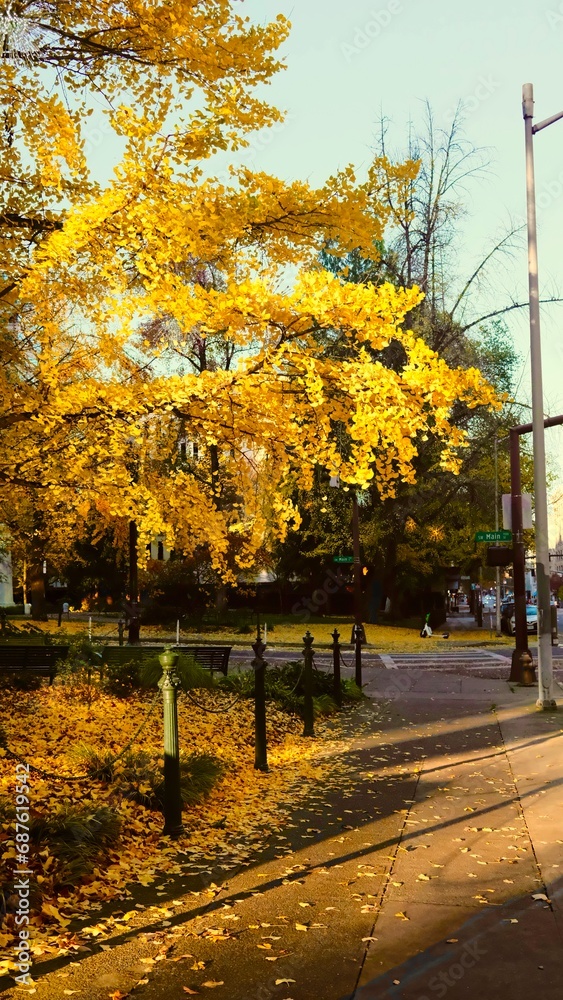 Naklejka premium Fall leaves of Downtown Portland