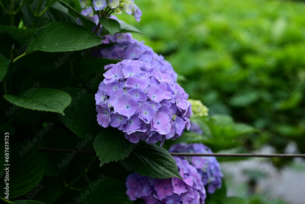 花 花