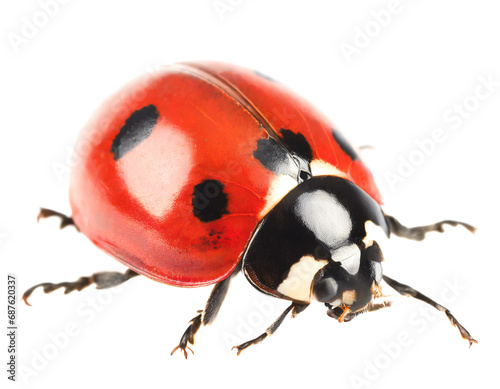 Ladybug isolated on white background, cutout