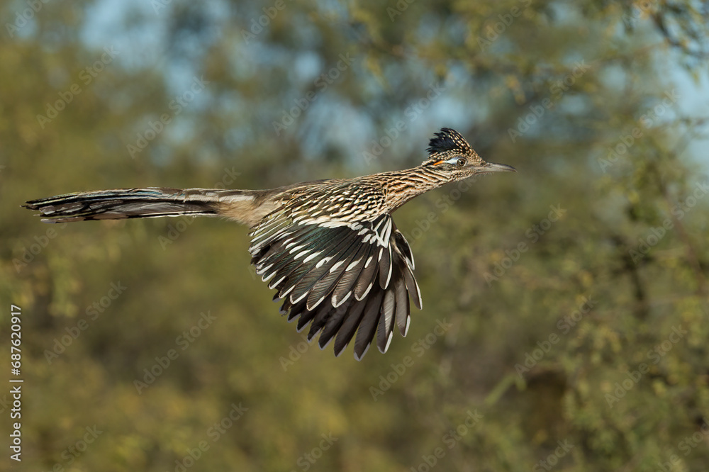 Obraz premium Greater Roadrunner, Geococcyx californianus, taken in Arizona, winter, Agnieszka Bacal.