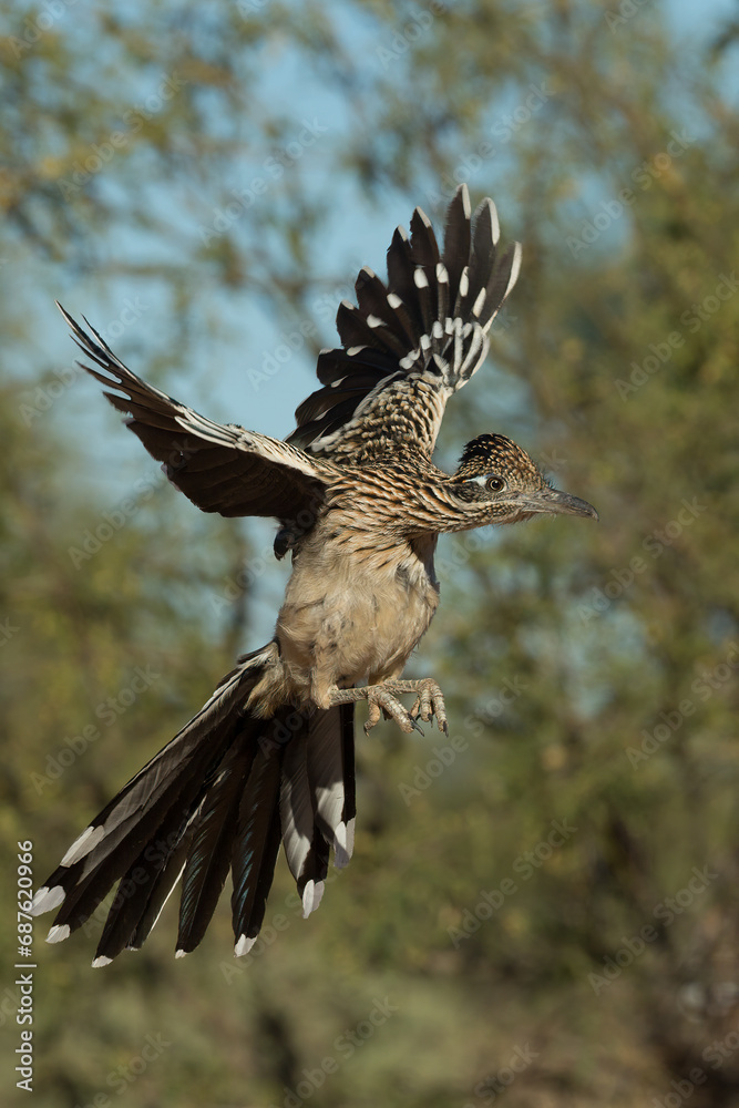 Obraz premium Greater Roadrunner, Geococcyx californianus, taken in Arizona, winter, Agnieszka Bacal.
