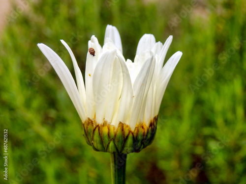 Varied Carpet Beetle (Anthrenus verbasci) on an opening leucanthemum vulgare flower bud
 photo