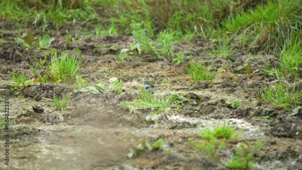 a pied wagtail (Motacilla alba) searching for food in earth by a pool of water a pied wagtail (Motacilla alba) searching for food in earth by a pool of water