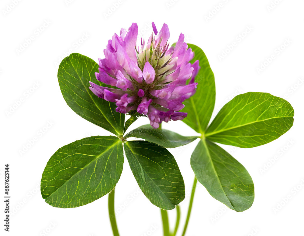 three leaf clovers with purple blossom isolated on white background, cutout three leaf clovers with purple blossom isolated on white background, cutout