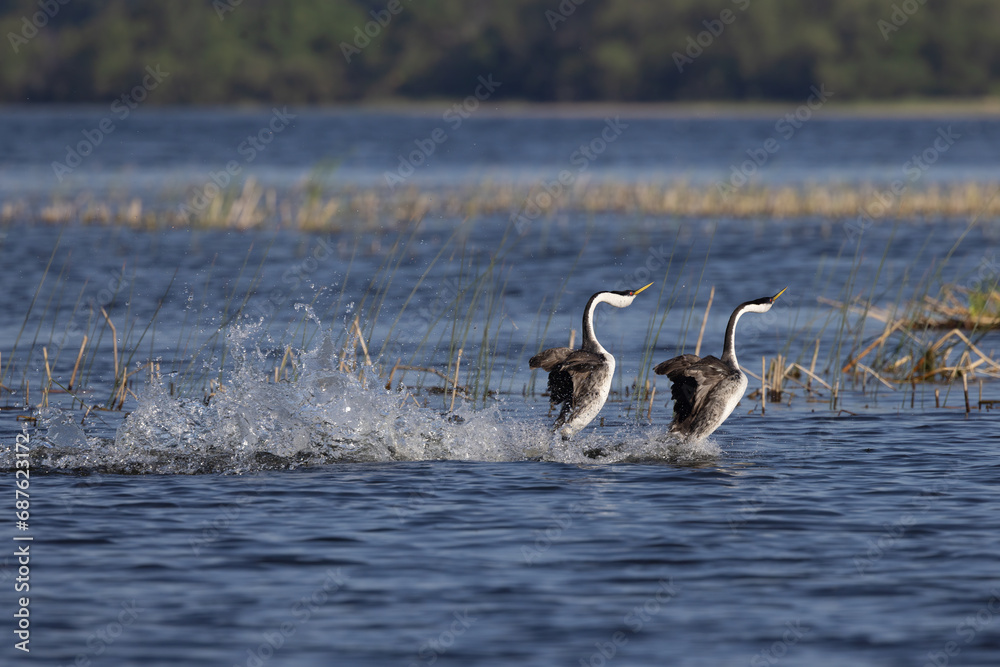 Western grebes rushing on the surface of lake in Minnesota in spring.