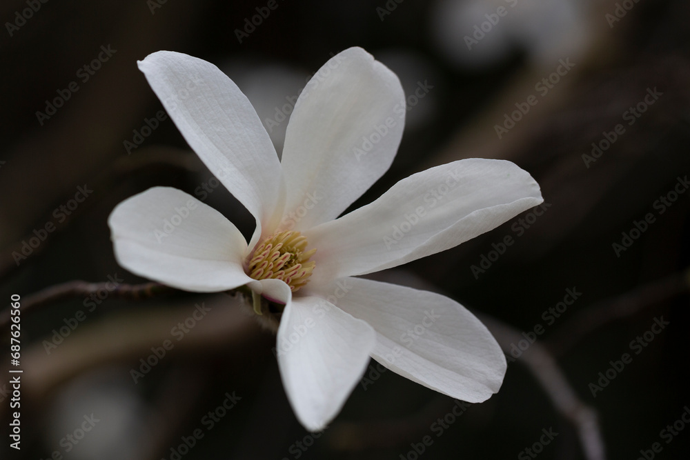 blossoming Magnolia kobus flower close-up in spring.