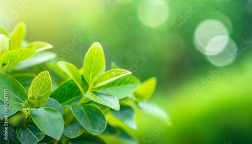 nature green blurred soft green garden in background panoramic nature freshness plants background wallpaper concept © Art_me2541