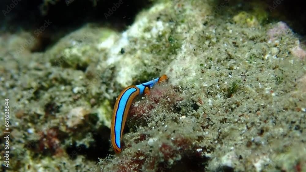 underwater macro video of a small nudibranch crawling along the rocks underwater macro video of a small nudibranch crawling along the rocks