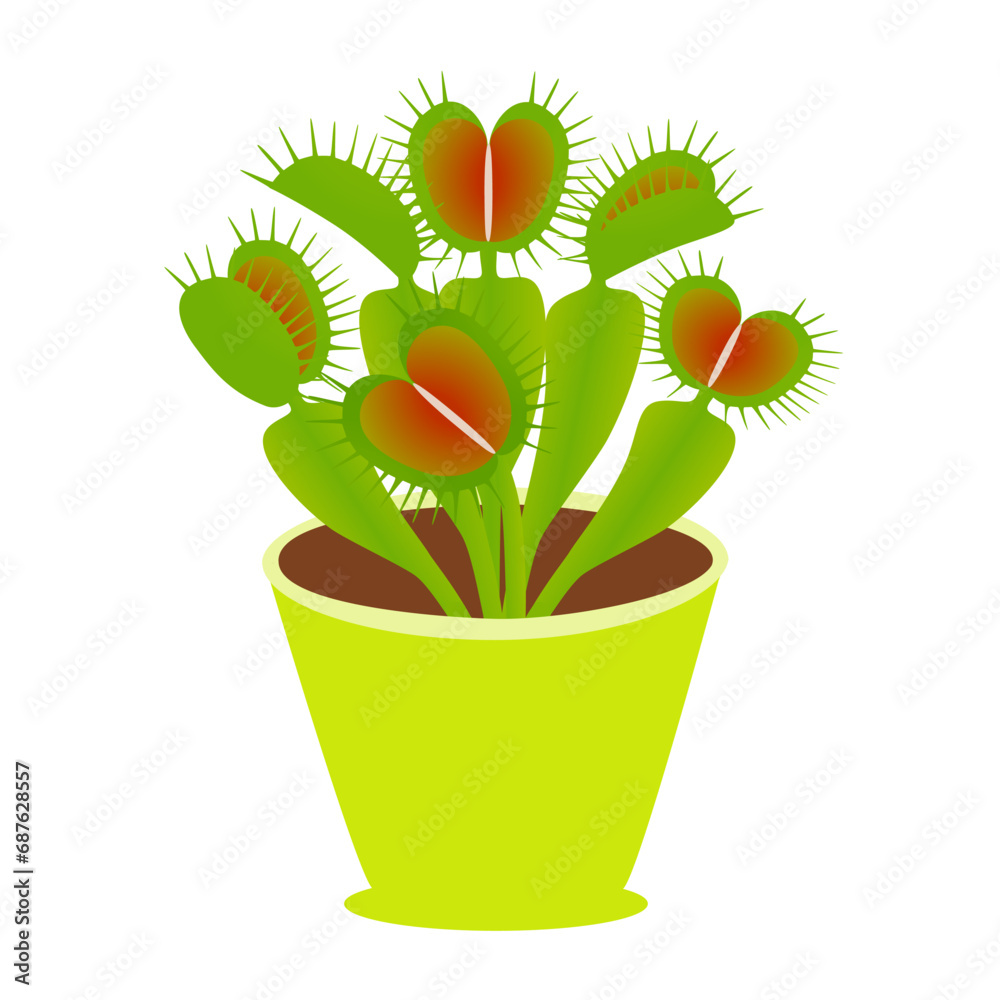 Venus flytrap plant in a pot on a white background.