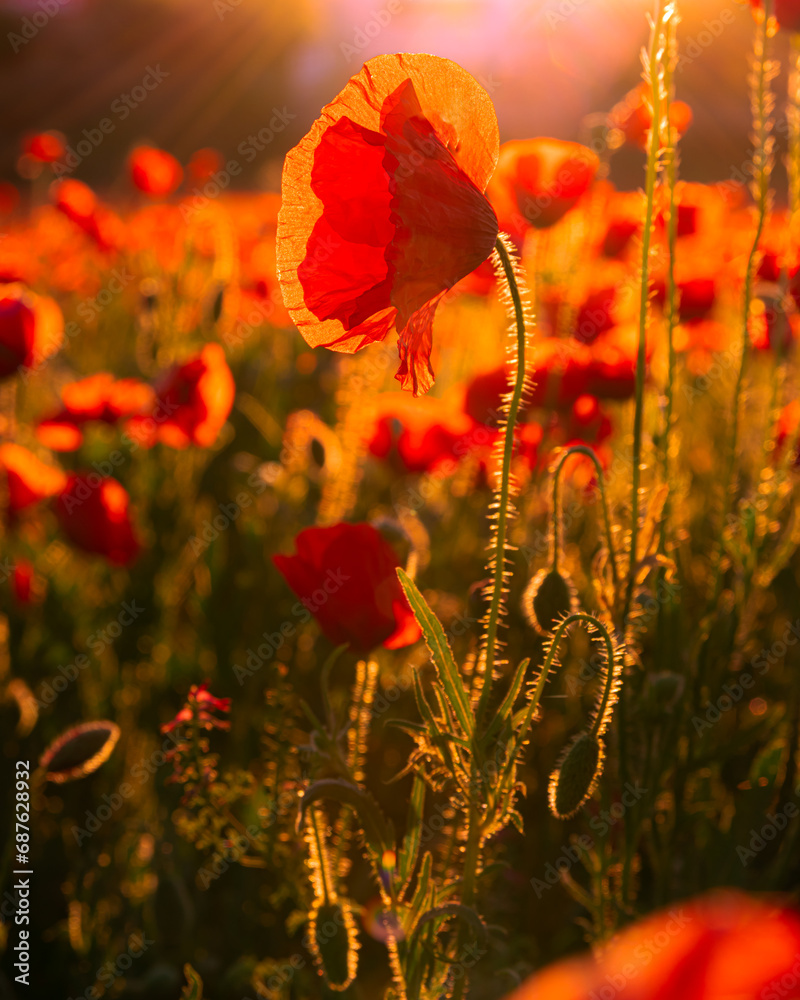Obraz premium poppy flowers in the field