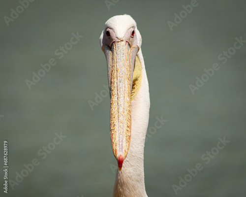 close up of a bird