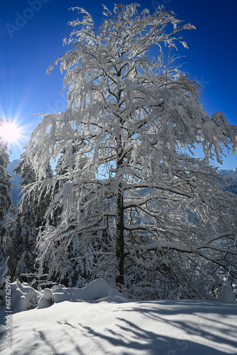 winter landscape with trees