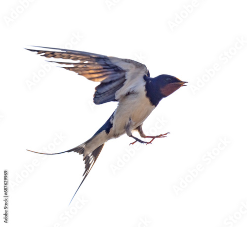 swallow in fast flight isolated on white