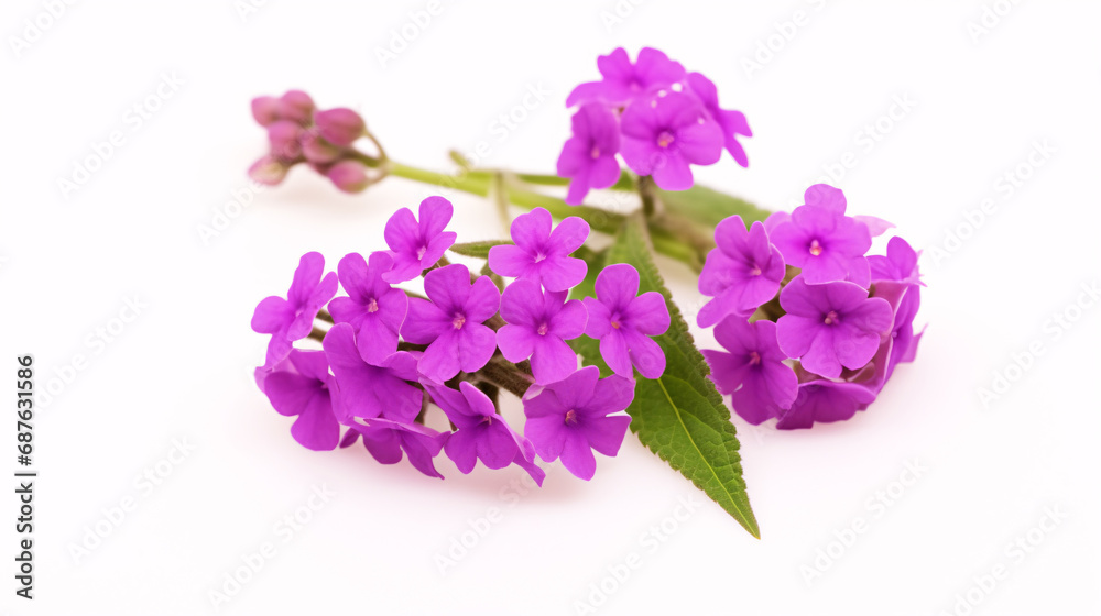 Isolated Verbena hybrida of purple hue on a pristine surface. Isolated Verbena hybrida of purple hue on a pristine surface.