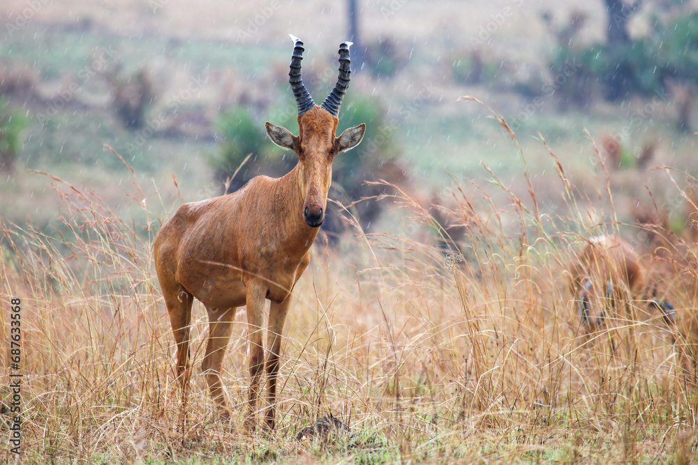 Fototapeta premium Common tsessebe