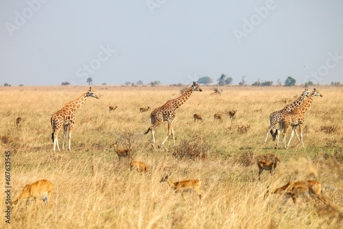 Herd of ugandan kobs and giraffes