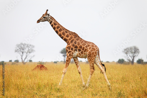 Rothschild's giraffe photo