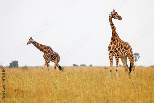 Fototapeta Naklejka Na Ścianę i Meble -  Rothschild's giraffes