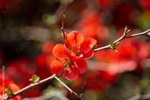 Red flowers of Chaenomeles x superba Grenade on a branch in the garden, selective focus. Beautiful spring-summer background with red flowers