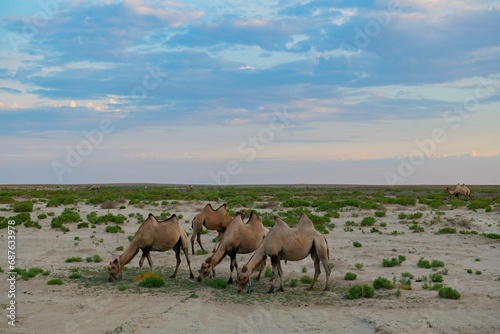 a herd of camels grazing in the steppe of Kazakhstan © Vyacheslav