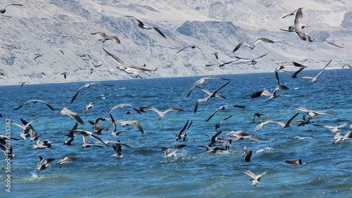 desert beach with birds