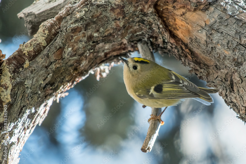 Goldcrest (Regulus regulus) feeding on a pine tree, Alps mountains, Italy