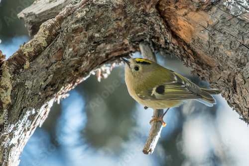 Obraz na płótnie Goldcrest (Regulus regulus) feeding on a pine tree, Alps mountains, Italy w salonie
