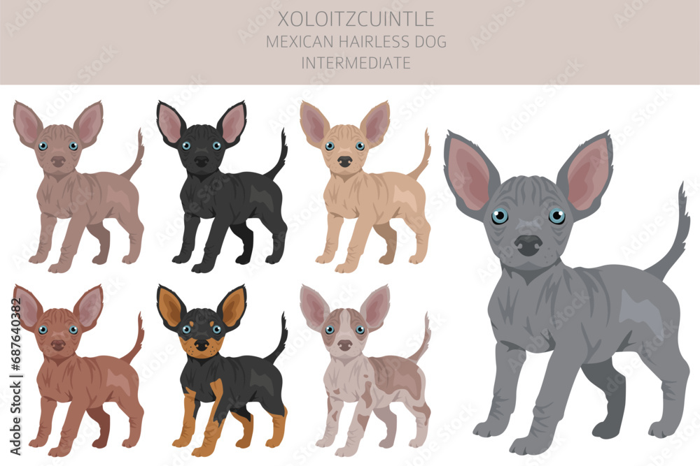 Xoloitzcuintle, Mexican hairless dog intermediate puppy clipart. Different poses, coat colors set