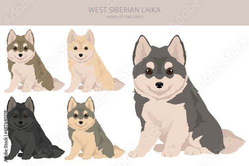West Siberian Laika puppy clipart. All coat colors set.  All dog breeds characteristics infographic