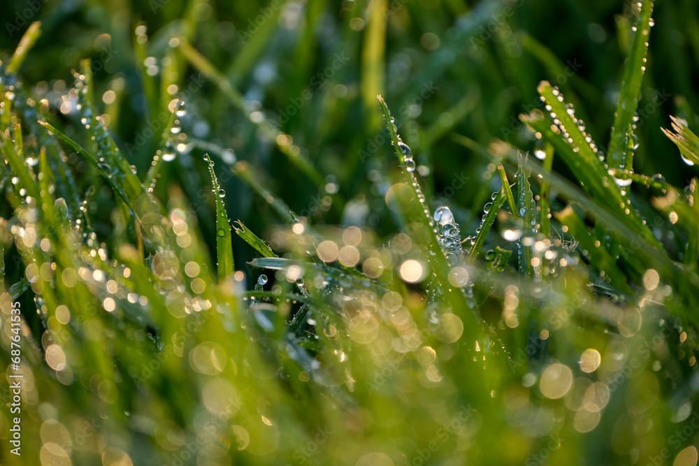 Detail of the natural grass after rain. Detail of the natural grass after rain.