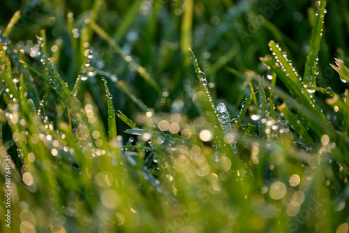 Detail of the natural grass after rain.