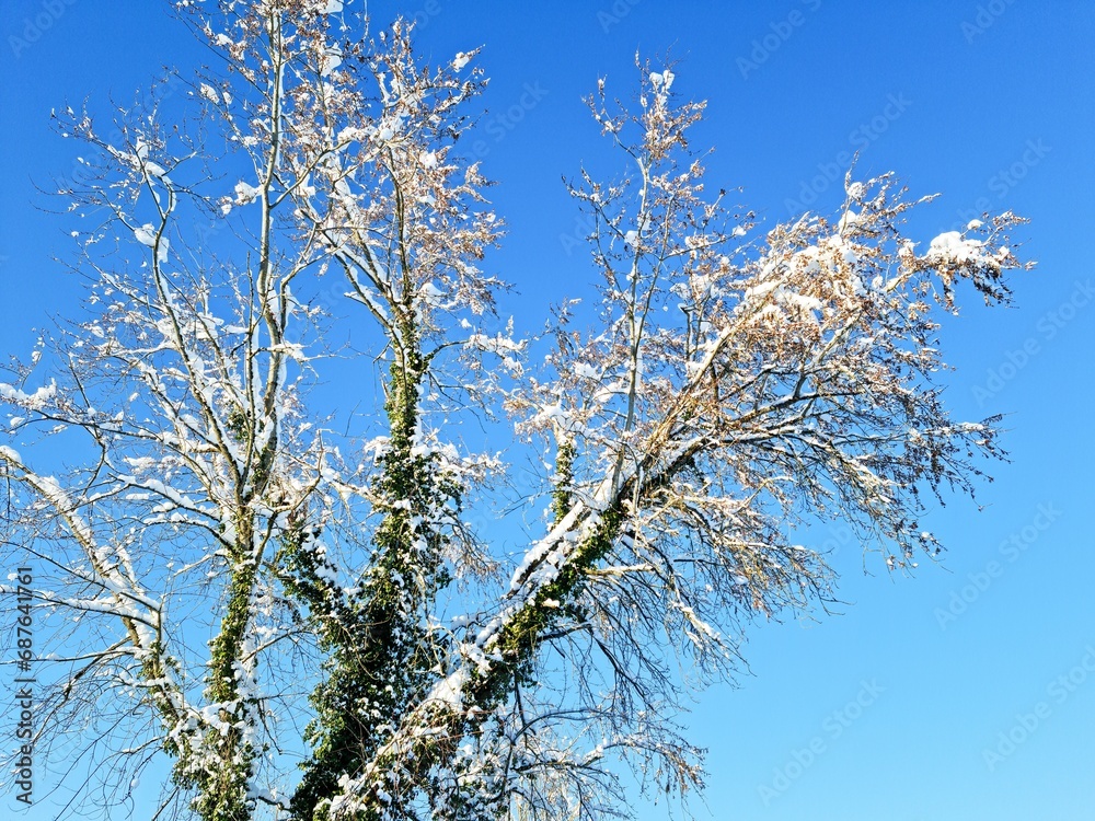 Schneebedeckter Ast im Winter bei sonnigem Wetter.