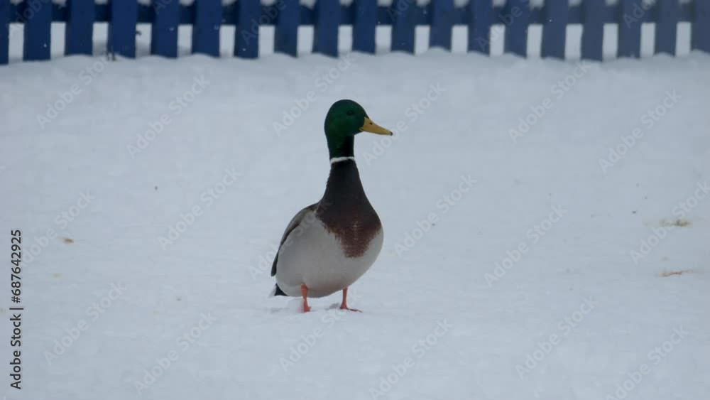 Duck close up. Bird on the ice. Feathered. River Mallard in slow motion. Wild birds close up. Duck in the snow. Duck close up. Bird on the ice. Feathered. River Mallard in slow motion. Wild birds close up. Duck in the snow.