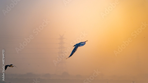 Seagulls of Yamuna Ghat  Scenic spot in New Delhi  India