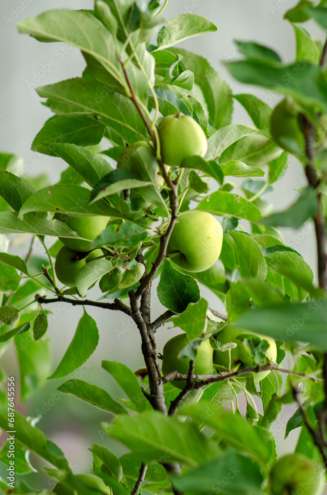 Pear and apple fruits on a tree in early autumn