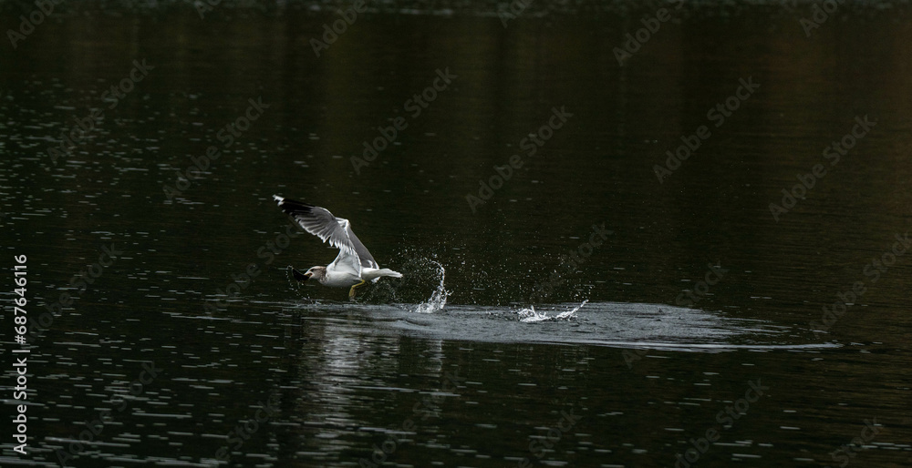 Naklejka premium seagull in flight