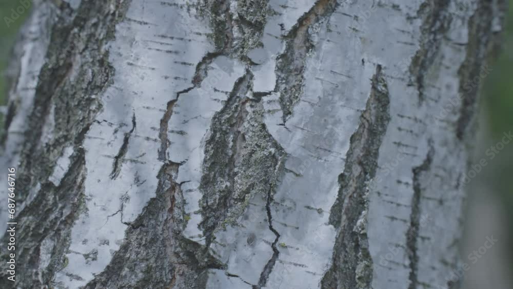 Birch bark with rays of bright sunlight on sunlit forest glade. White birch trunk with trees branches shadow focus on bark in park Birch bark with rays of bright sunlight on sunlit forest glade. White birch trunk with trees branches shadow focus on bark in park