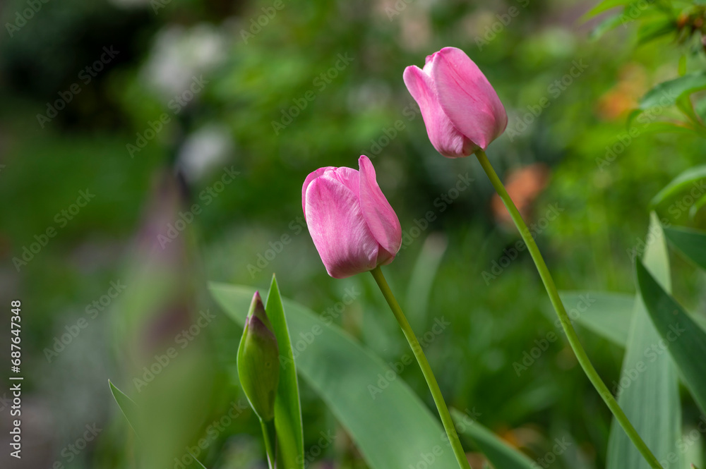 Pink red white color country Darwin tulips in bloom, bouquet of springtime flowering plants in the ornamental garden Pink red white color country Darwin tulips in bloom, bouquet of springtime flowering plants in the ornamental garden
