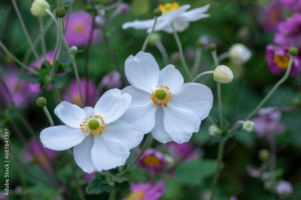 Anemone hupehensis praecox white petal simplicity flowering plant, windflowers flowering plants in the garden Anemone hupehensis praecox white petal simplicity flowering plant, windflowers flowering plants in the garden