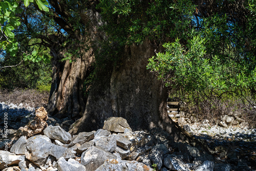 Old olive tree on the rocky terrain of the island of Pag, Croatia.