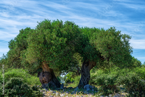Old olive tree on the rocky terrain of the island of Pag, Croatia.