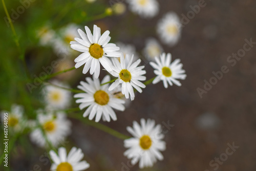 Close up photo of blooming chamomile field. Chamomile flowers in a meadow in summer.