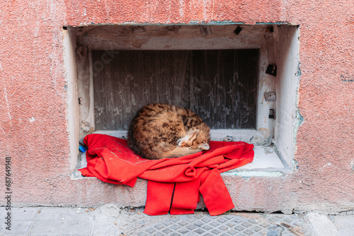 Fototapeta Naklejka Na Ścianę i Meble -  Stray street cat sleeping on the small window in Istanbul