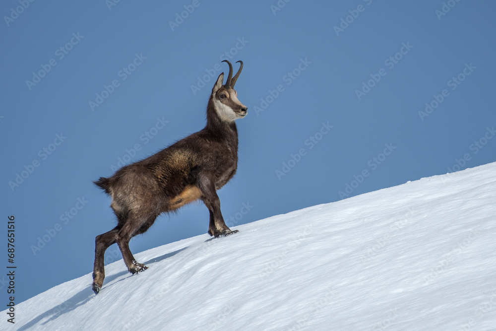 Imposing male Alpine chamois (Rupicapra rupicapra) climbing and standing proudly on a snowy slope on a winter day, Alps mountains. Wild alpine animals in the snow.