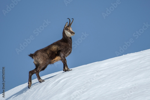 Obraz na płótnie Imposing male Alpine chamois (Rupicapra rupicapra) climbing and standing proudly on a snowy slope on a winter day, Alps mountains. Wild alpine animals in the snow. w salonie