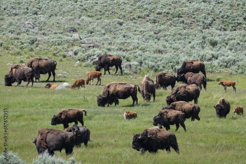 North American Bison grazing in Yellowstone