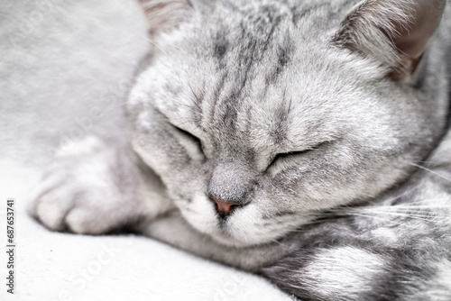 scottish straight cat is sleeping. Close-up of the muzzle of a sleeping cat with closed eyes. Against the backdrop of a light blanket. Favorite pets, cat food.