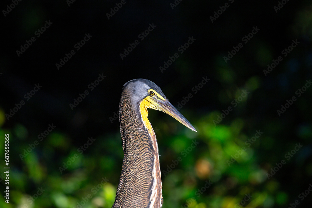 Bare-throated Tiger Heron (Tigrisoma mexicanum) in Silent Elegance Bare-throated Tiger Heron (Tigrisoma mexicanum) in Silent Elegance